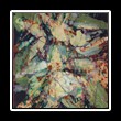 Batik_0055
