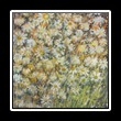 Batik_0095
