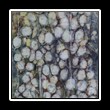 Batik_0128