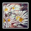 Batik_0153